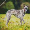 Aesthetic Whippet Dog diamond painting