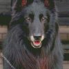 Aesthetic Black Belgian Tervuren diamond painting