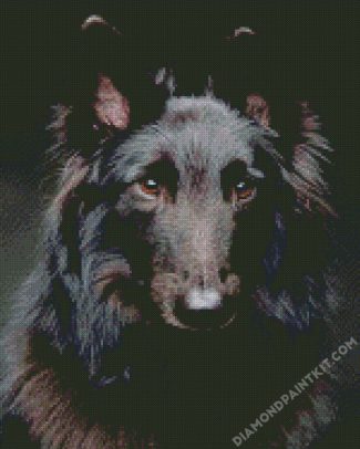 Black Belgian Tervuren diamond painting