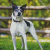 Black And White Rat Terrier diamond painting