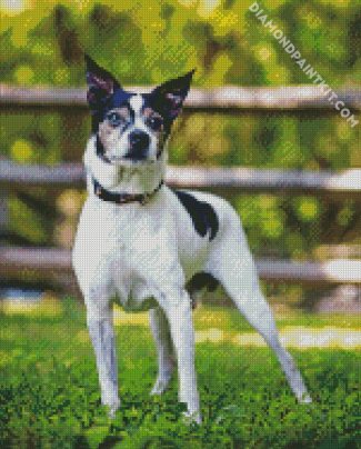 Black And White Rat Terrier diamond painting