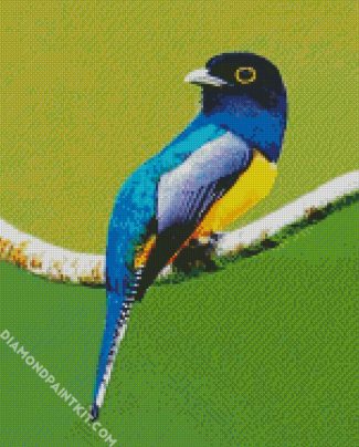 Blue Trogon diamond painting