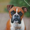 Brown Boxer diamond painting