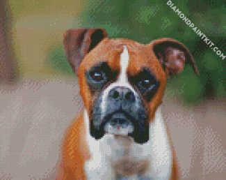 Brown Boxer diamond painting