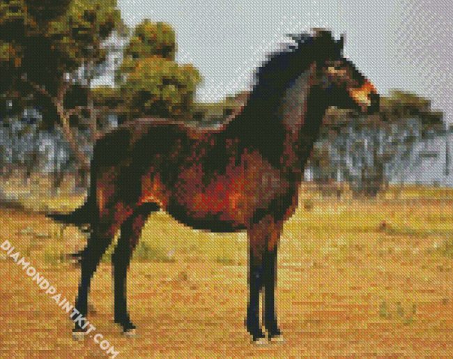 Brown Brumby diamond painting