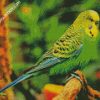 Budgerigar Bird diamond painting