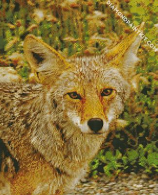 Coyote Animal diamond painting