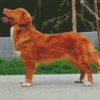 Cute Nova Scotia Duck Tolling Retriever diamond painting