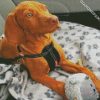 Cute Vizsla Puppy diamond painting