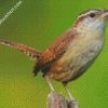 Cute Wren Bird diamond painting