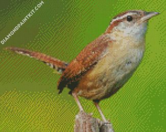 Cute Wren Bird diamond painting