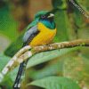 Green And Yellow Trogon diamond painting