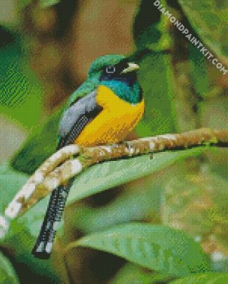 Green And Yellow Trogon diamond painting