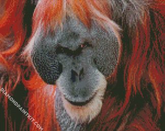 Mad Orangutan diamond painting