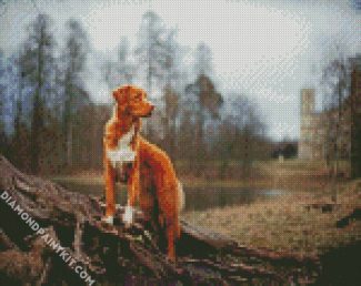 New Scotia Duck Tolling Retriever diamond painting