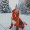 New Scotia Duck Tolling Retriever In Snow diamond painting