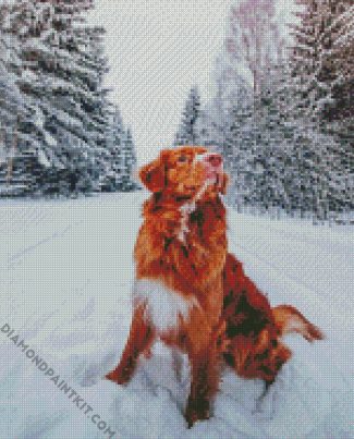 New Scotia Duck Tolling Retriever In Snow diamond painting