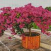 Purple Bougainvillea diamond painting