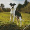 Rat Terrier diamond painting