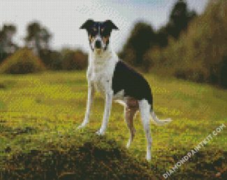 Rat Terrier diamond painting