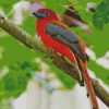 Red Trogon Bird diamond painting