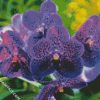 Vanda Orchid diamond painting