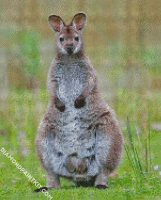 Wallaby Animal diamond painting