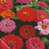 Zinnia Flowers diamond painting