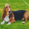 Basset Hound diamond painting