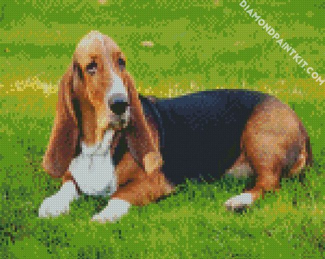 Basset Hound diamond painting