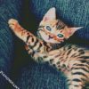 Bengal Kitten diamond painting