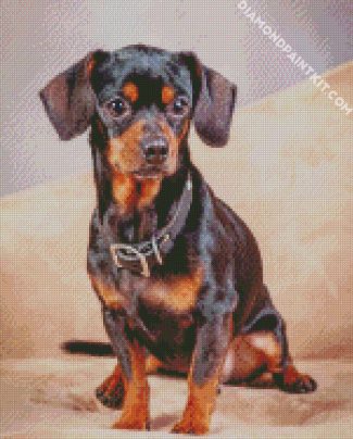 Black Brown Chiweenie Dog diamond painting