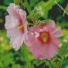 Blooming Pink Hollyhocks diamond painting