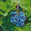 Blueberry Fruit Tree diamond painting