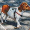 Brown White Chiweenie Dog diamond painting