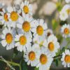 Chamomile Flowers diamond painting