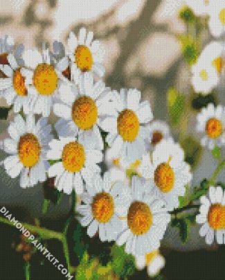 Chamomile Flowers diamond painting