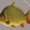 Common Carp diamond painting