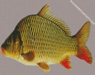 Common Carp diamond painting