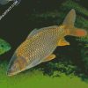 Common Carp Fish diamond painting