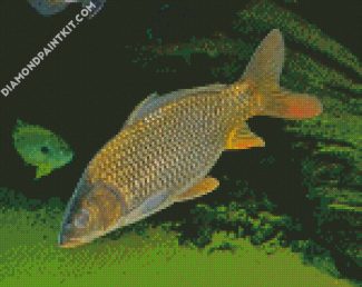 Common Carp Fish diamond painting