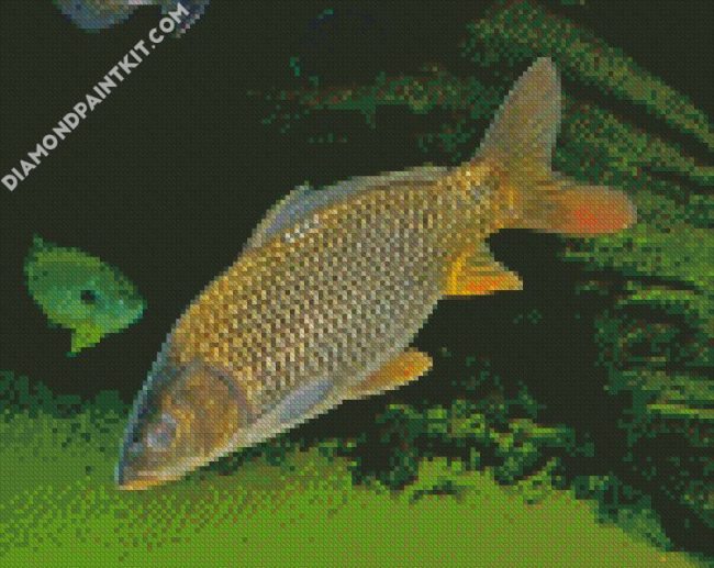 Common Carp Fish diamond painting