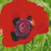 Coquelicot Poppy diamond painting