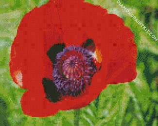 Coquelicot Poppy diamond painting