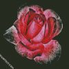 Dark Velvet Rose diamond painting