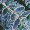 Frost On Leaves diamond painting