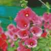 Fuchsia Hollyhocks diamond painting