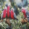 Galah Birds diamond painting