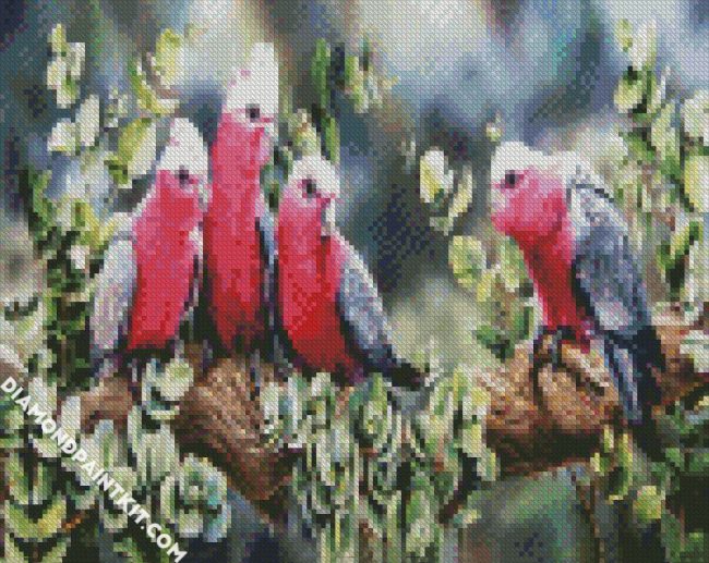 Galah Birds diamond painting