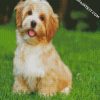 Havanese Dog diamond painting